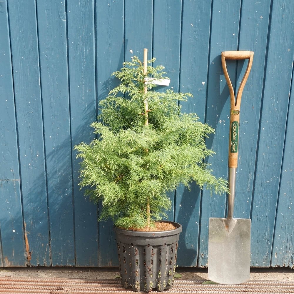 Cryptomeria japonica 'Elegans' Tree - Image 6