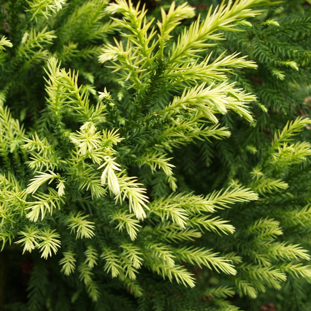 Cryptomeria japonica 'Sekkan-sugi' Tree - Image 3