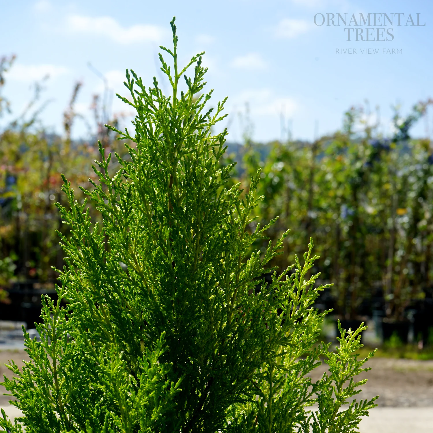 Cupressus macrocarpa Wilma - Image 3