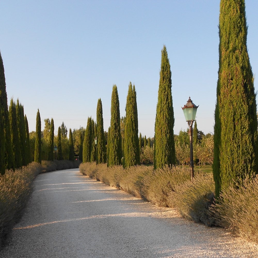 Cupressus sempervirens 'Pyramidalis' Tree - Image 3