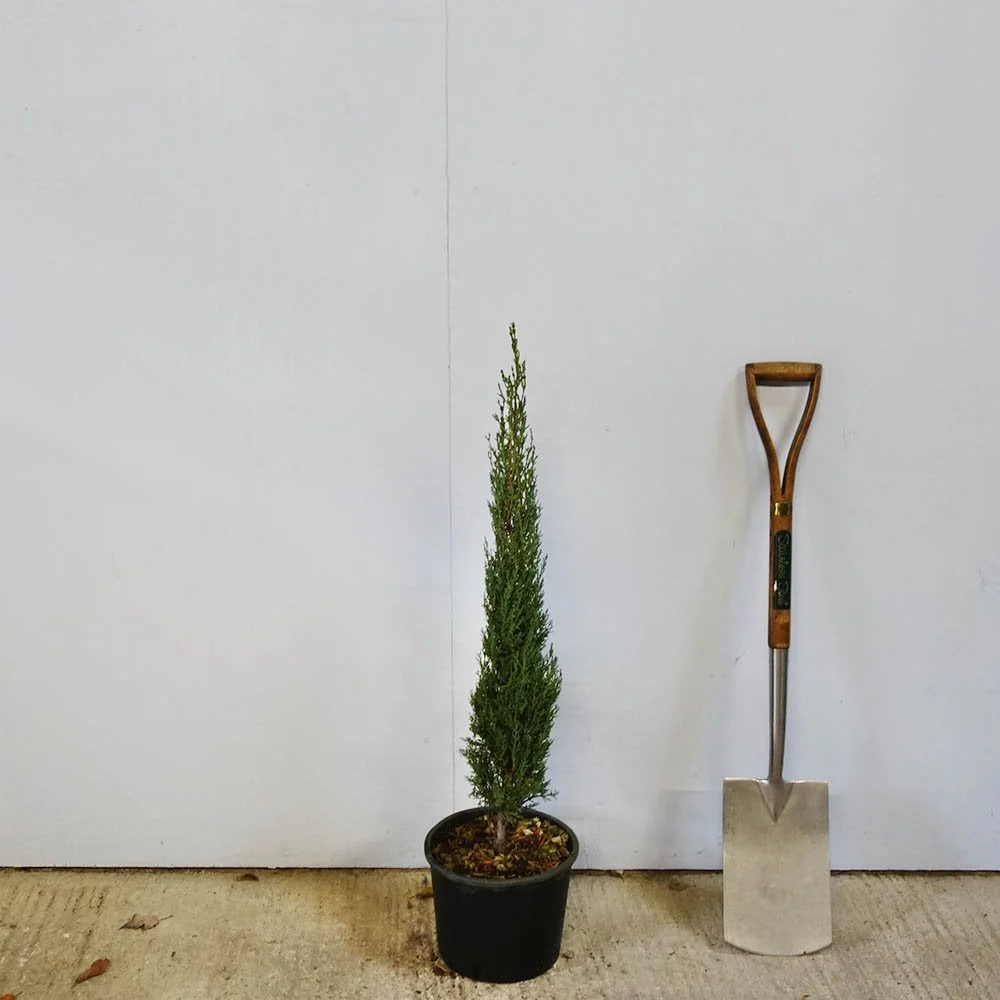 Cupressus sempervirens 'Pyramidalis' Tree - Image 4