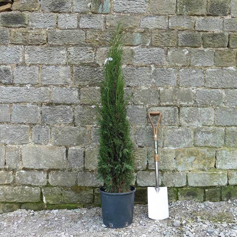 Cupressus sempervirens 'Pyramidalis' Tree - Image 5