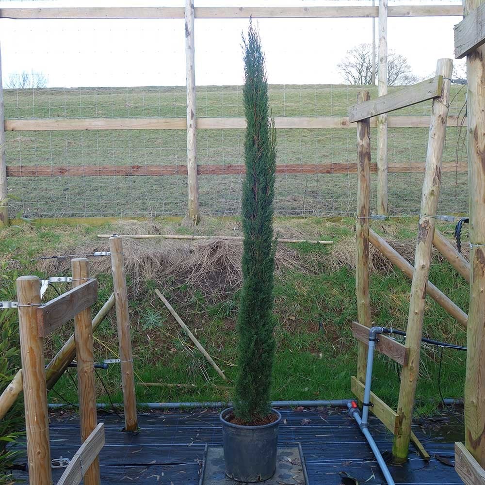 Cupressus sempervirens 'Pyramidalis' Tree - Image 6