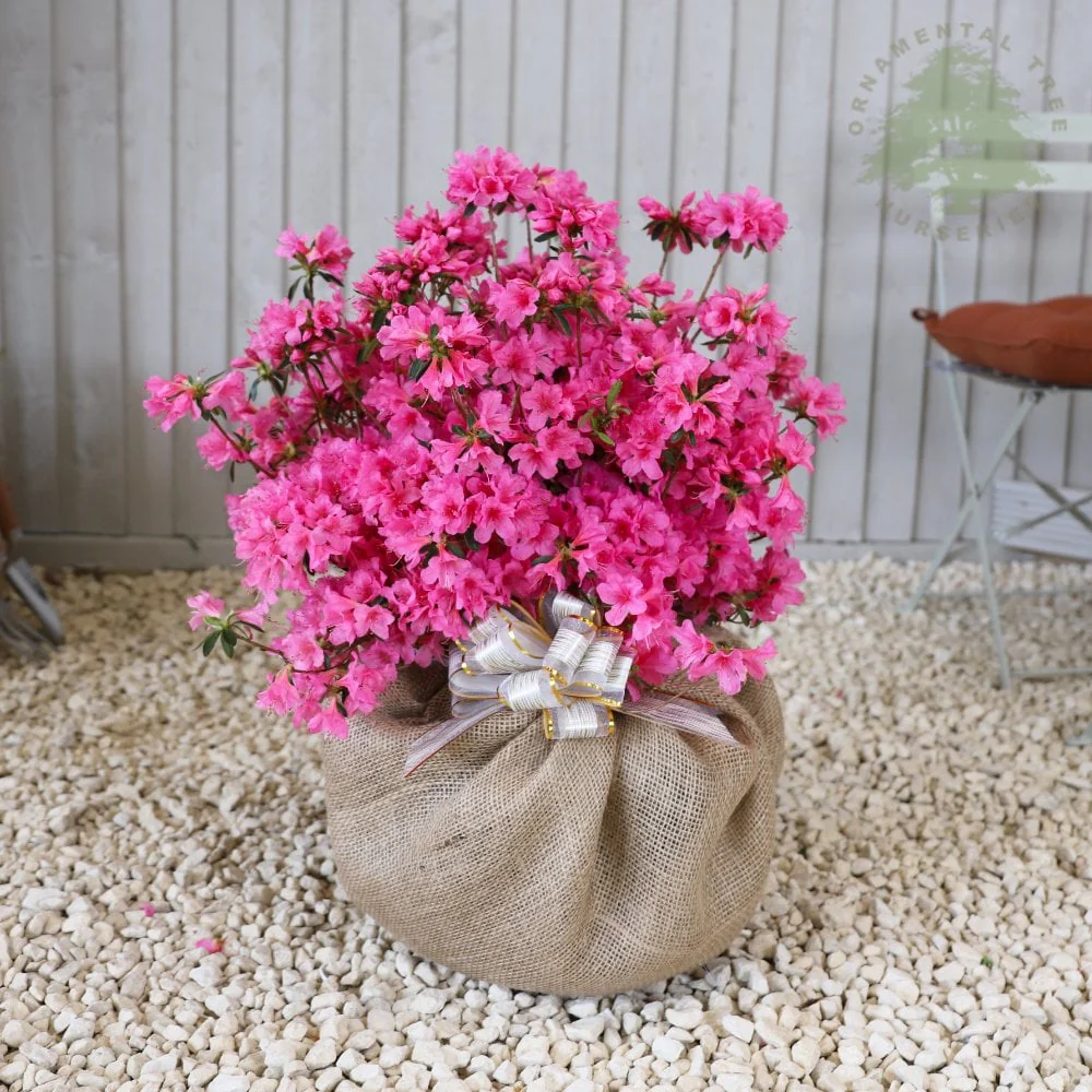 Gift Wrap Any Tree or Shrub - Custom Gift Tree - Image 3