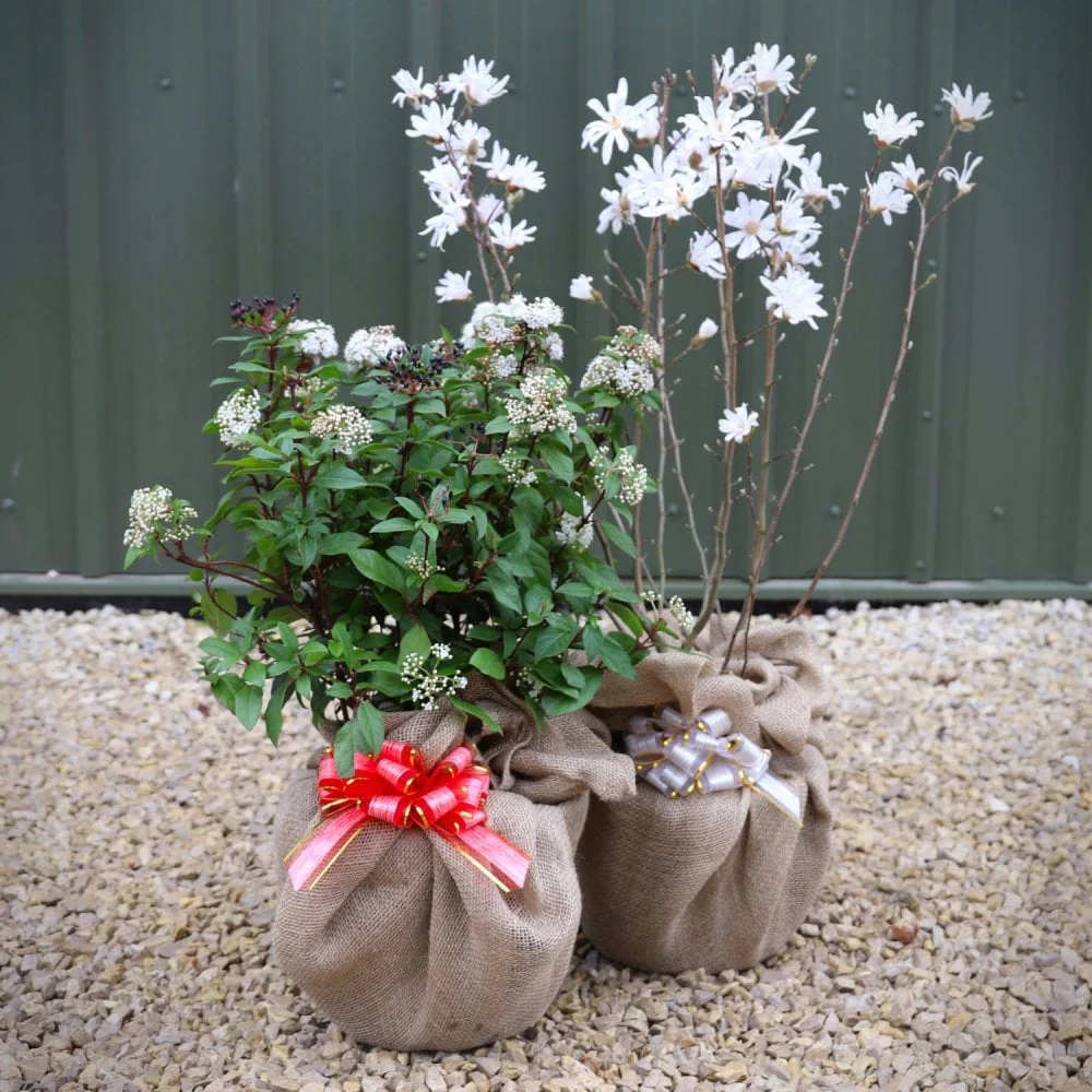 Gift Wrap Any Tree or Shrub - Custom Gift Tree - Image 4