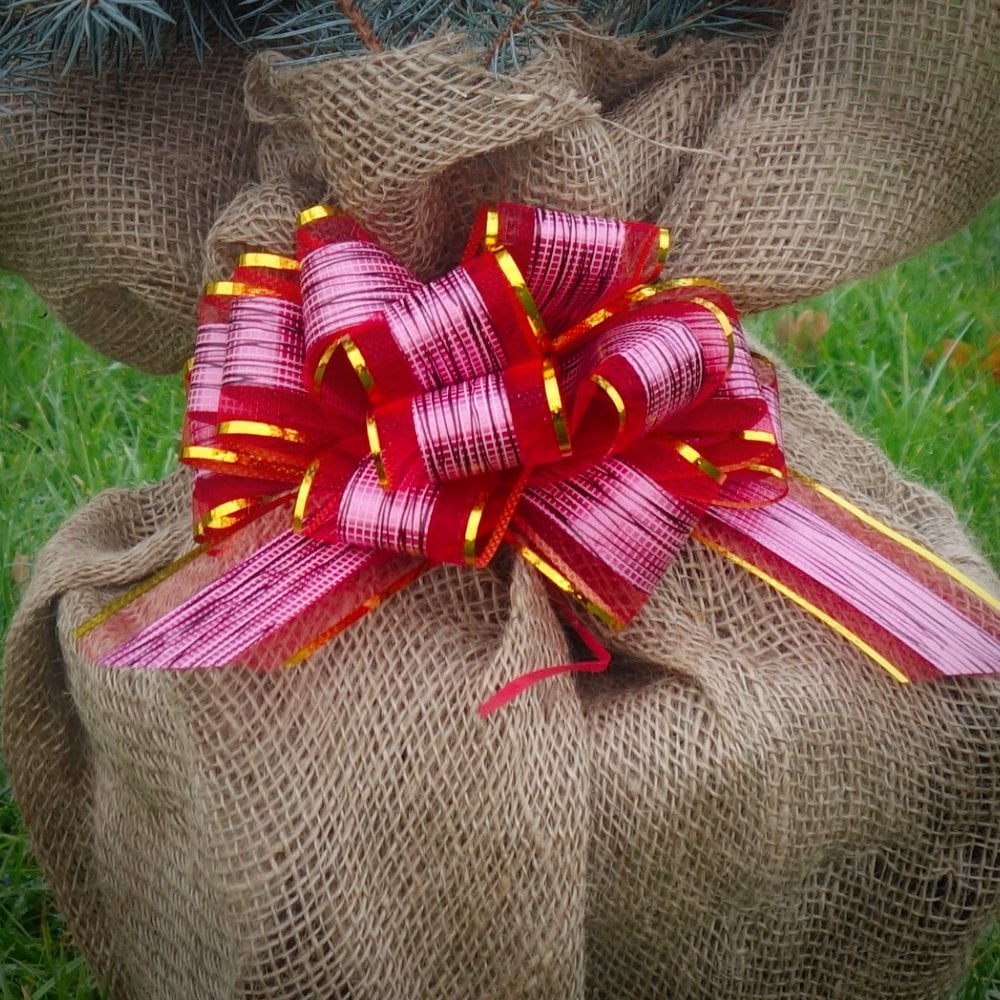 Gift Wrap Any Tree or Shrub - Custom Gift Tree - Image 5
