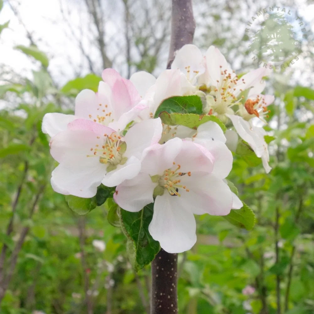Dabinett Apple Tree - Image 3