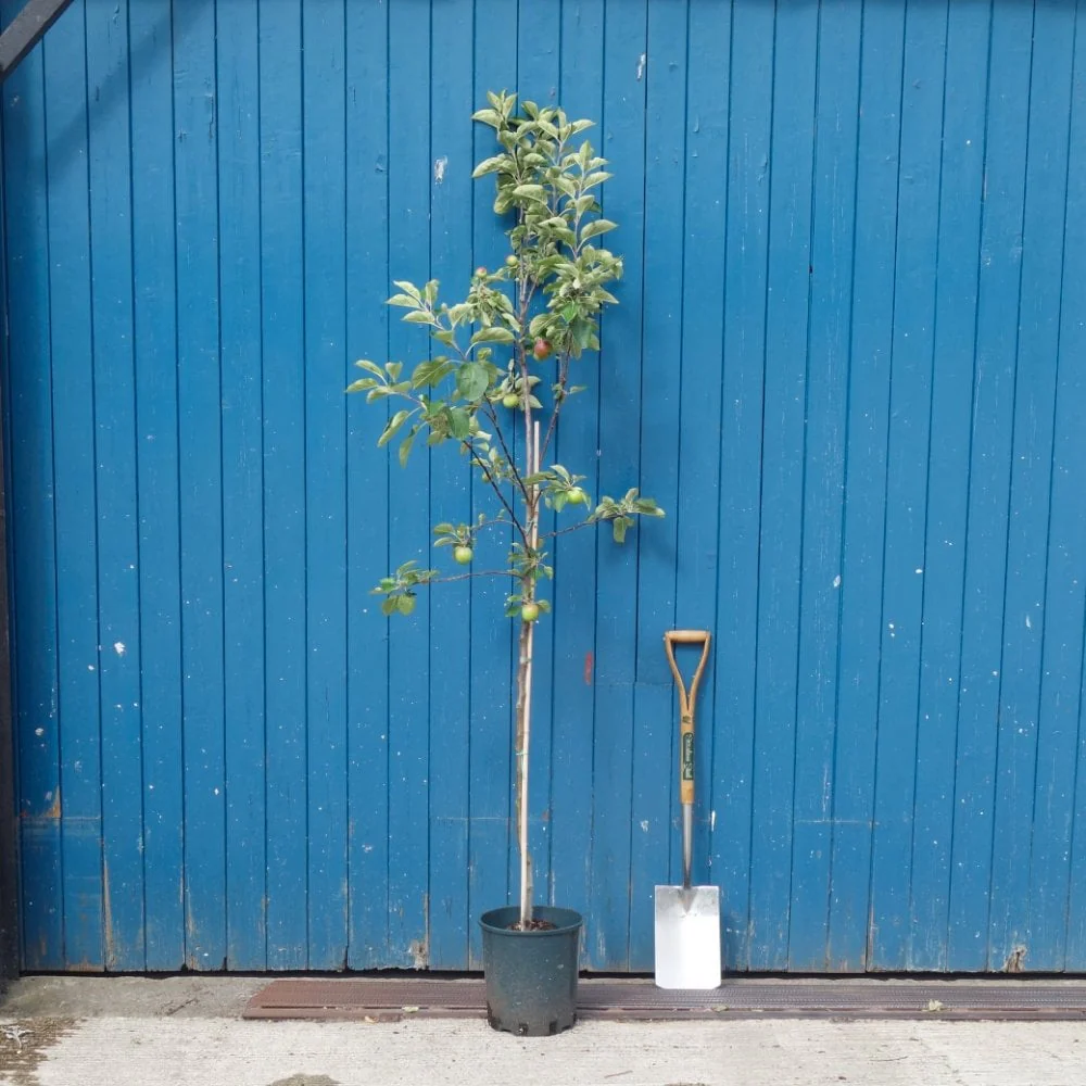 Dabinett Apple Tree - Image 4