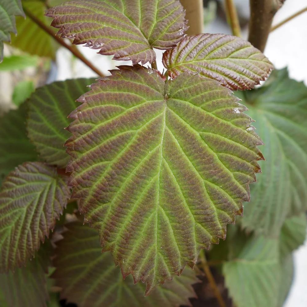 Davidia involucrata Vilmoriniana Tree - Image 2