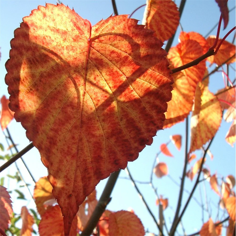 Davidia involucrata Vilmoriniana Tree - Image 3