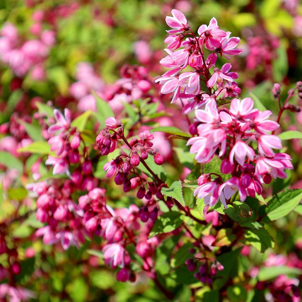 Deutzia Yuki 'Cherry Blossom'