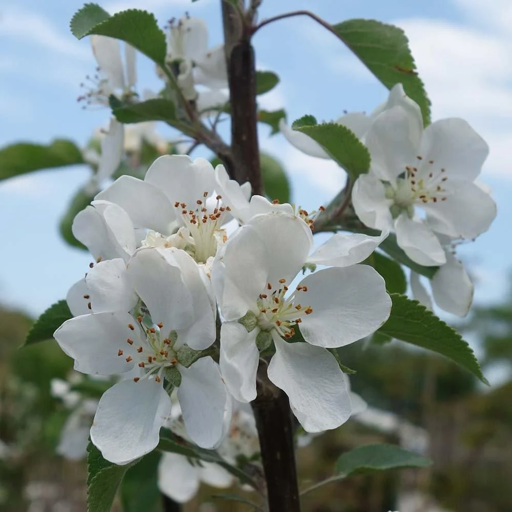 Discovery Apple Tree - Image 3