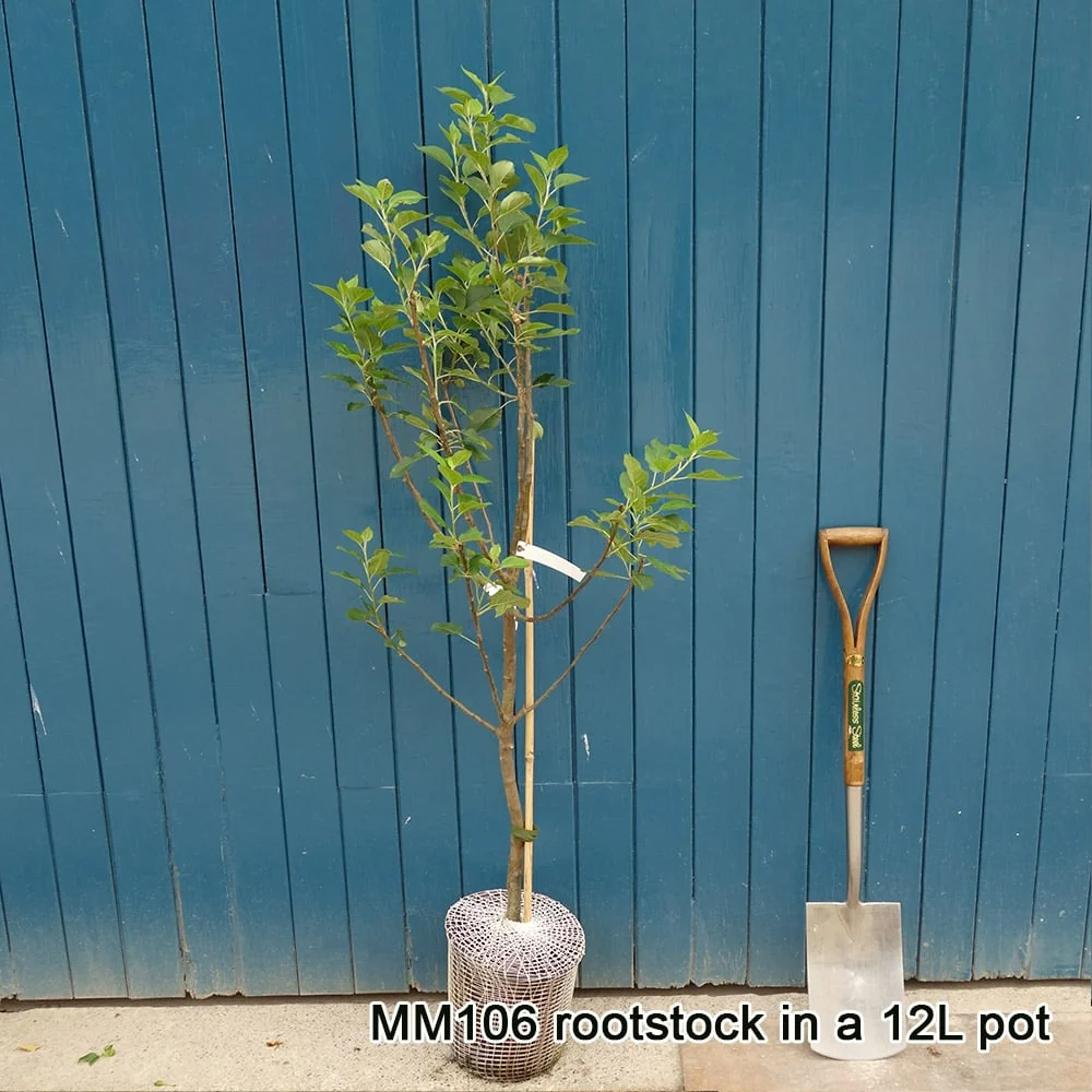 Discovery Apple Tree - Image 4