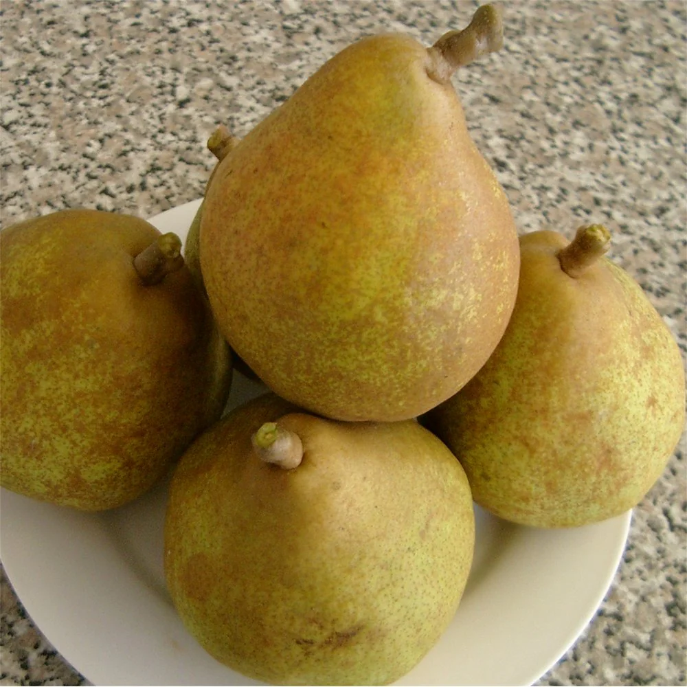 Doyenne Du Comice Pear Tree - Image 3
