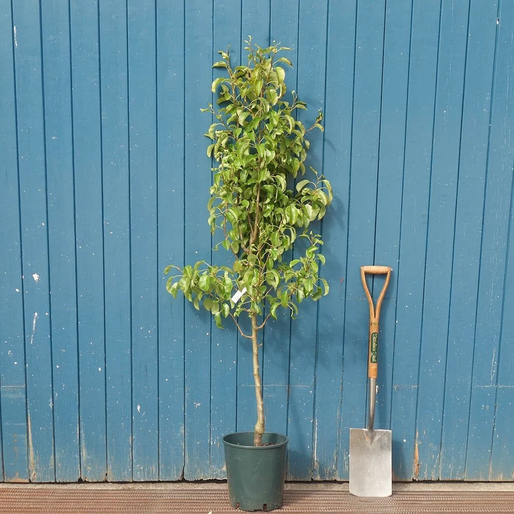 Doyenne Du Comice Pear Tree - Image 4