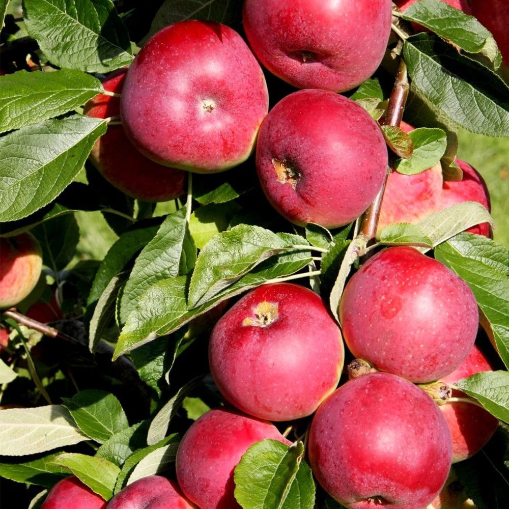 Eden Apple Tree
