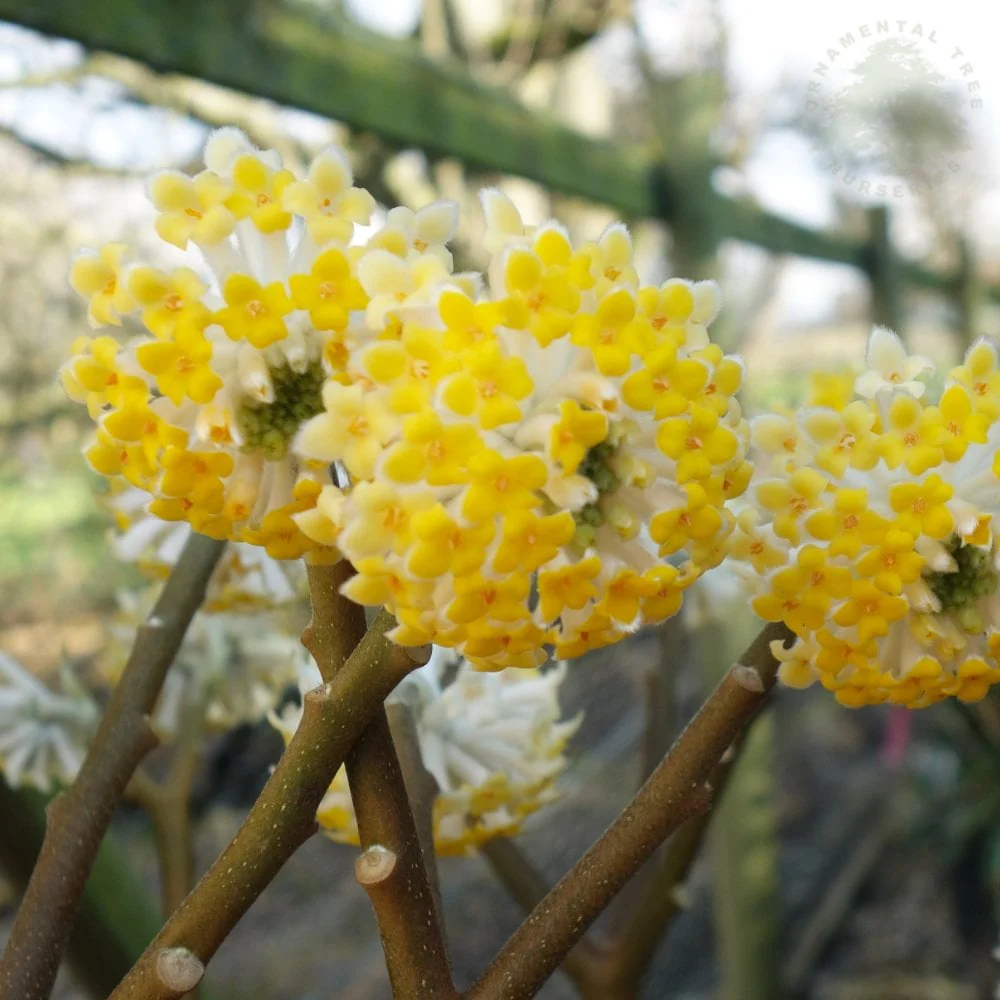 Edgeworthia Chrysantha Grandiflora Shrub - Image 2
