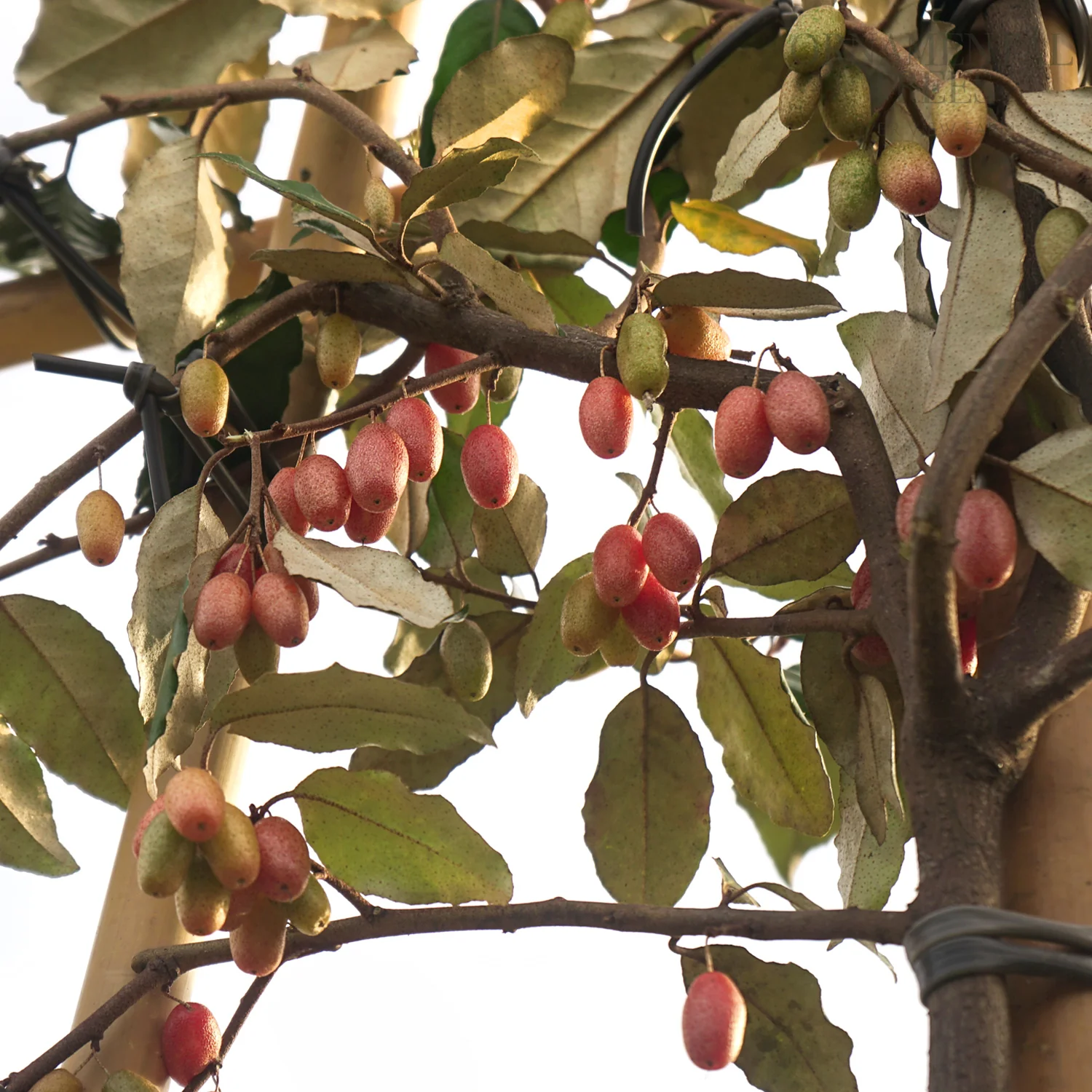 Pleached Elaeagnus × ebbingei Tree - Image 3