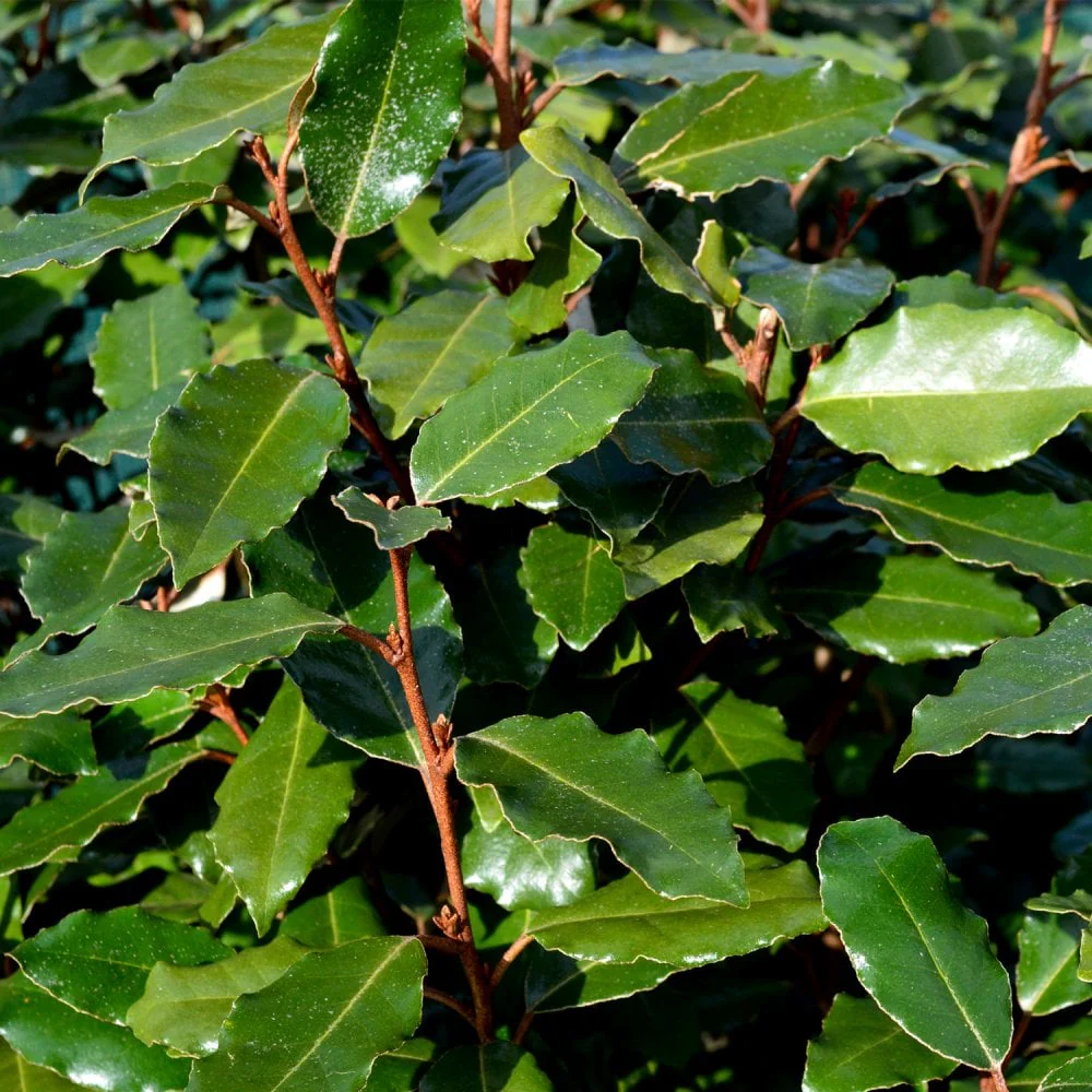 Elaeagnus ebbingei Compacta