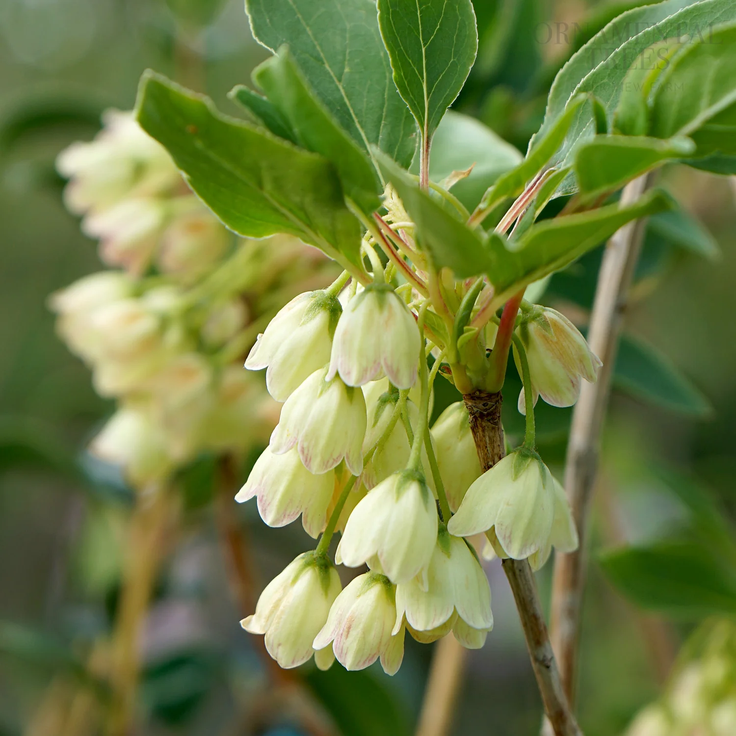 Enkianthus campanulatus 'Prettycoat'