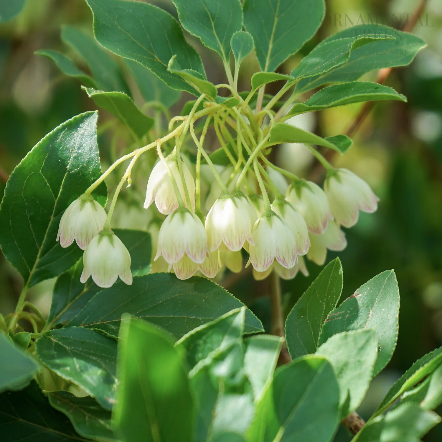 Enkianthus campanulatus 'Prettycoat' - Image 2