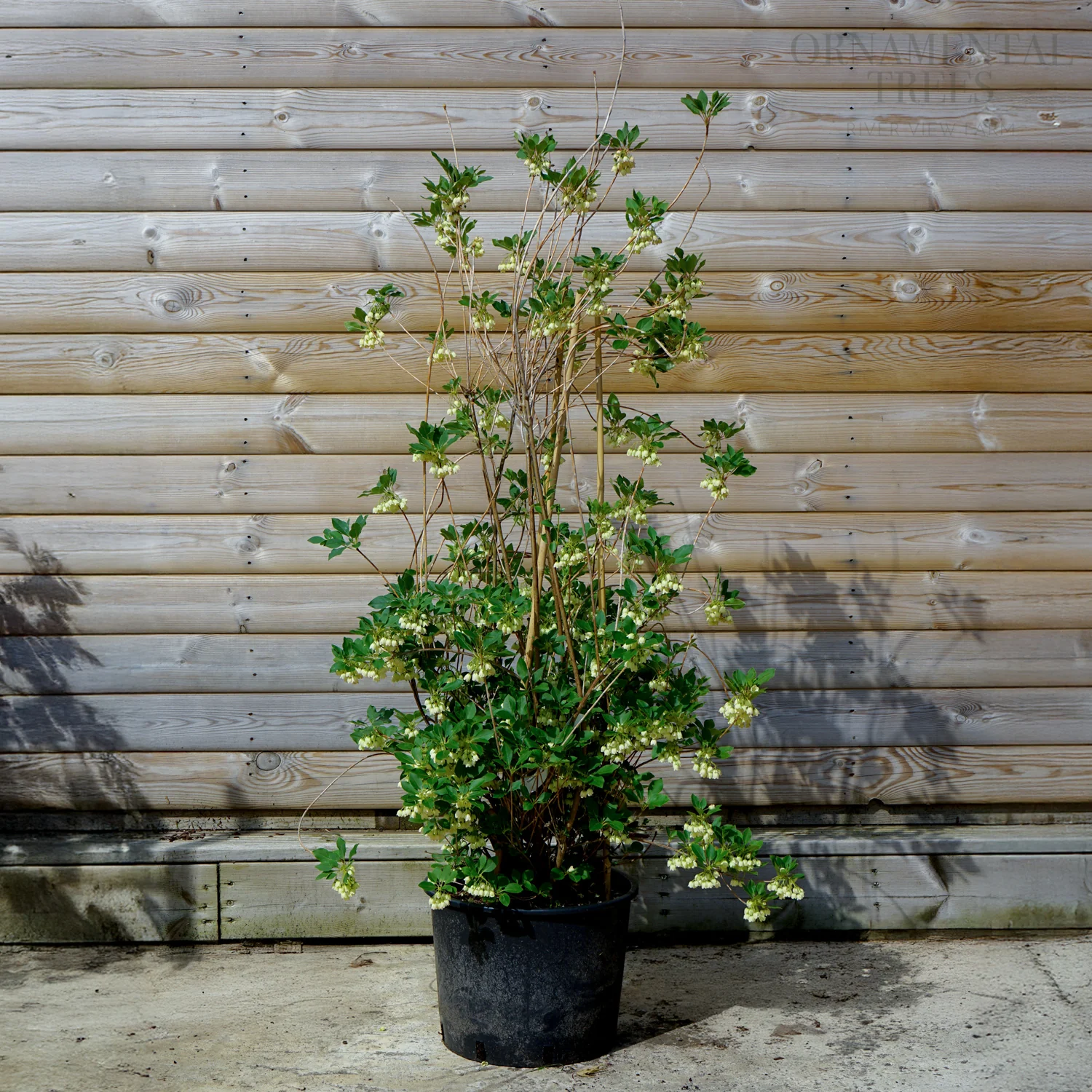 Enkianthus campanulatus 'Prettycoat' - Image 3
