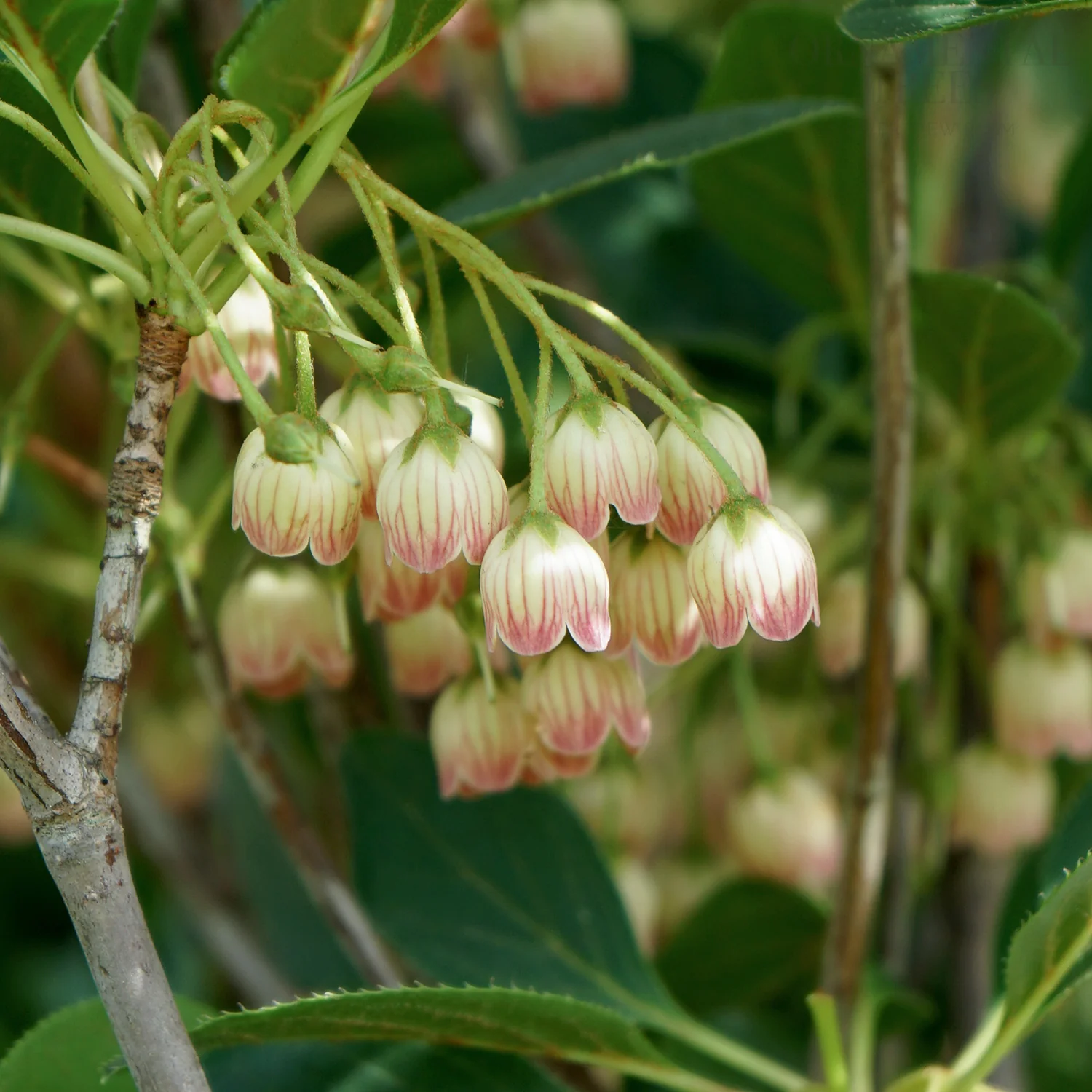 Enkianthus campanulatus 'Red Bells'