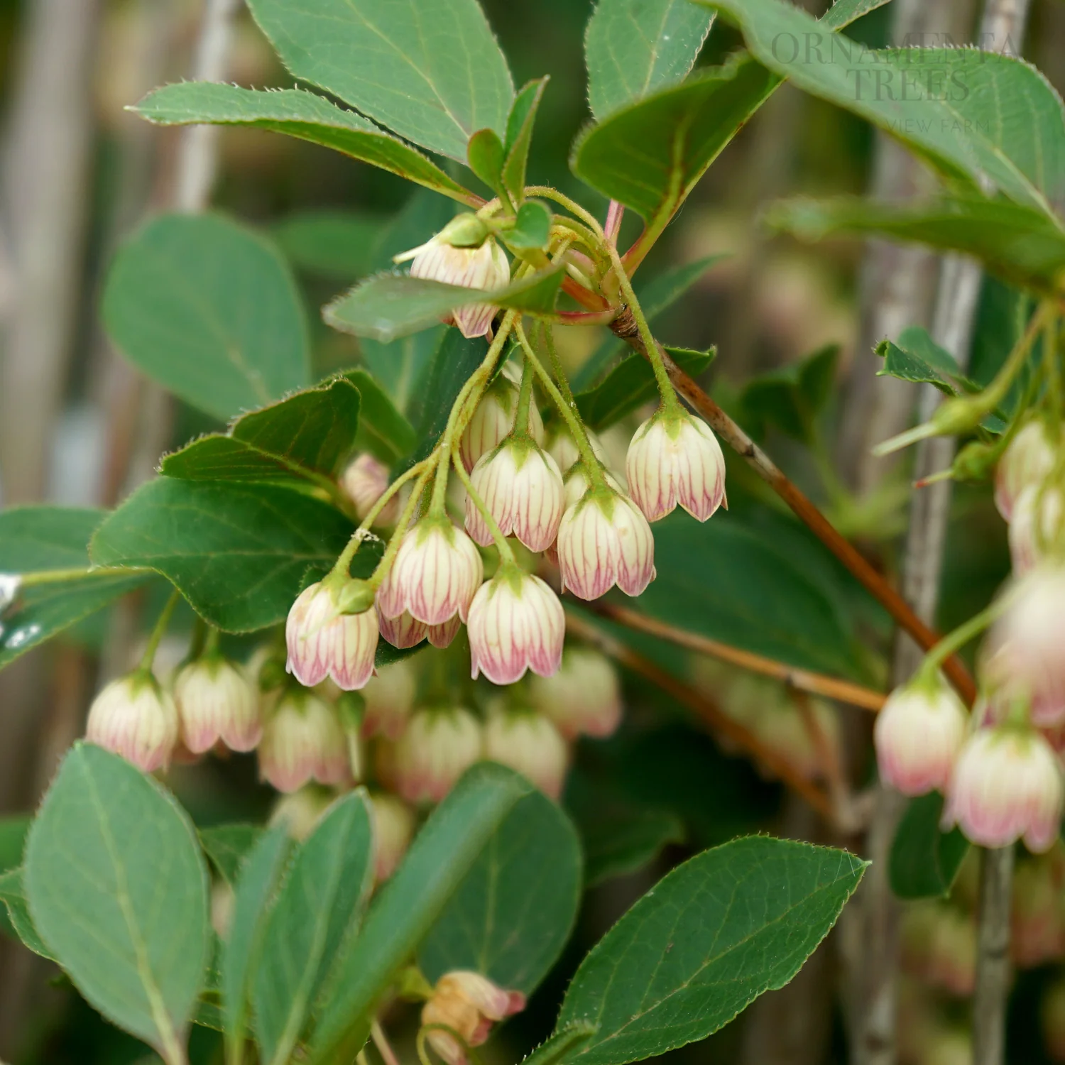 Enkianthus campanulatus 'Red Bells' - Image 2