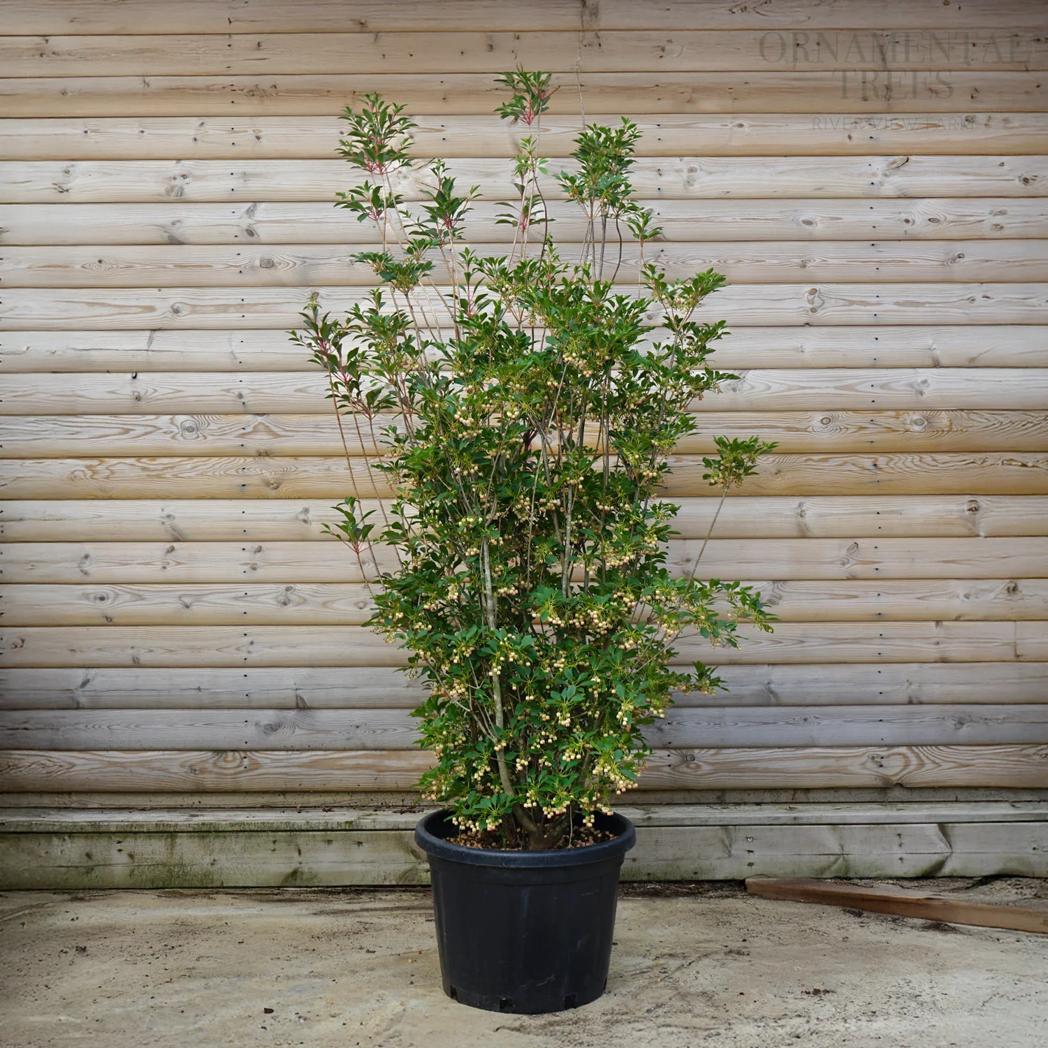 Enkianthus campanulatus 'Red Bells' - Image 3