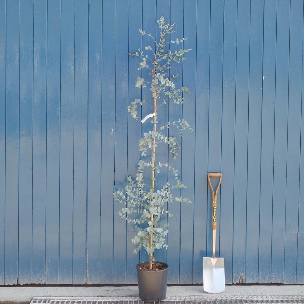 Eucalyptus gunnii Azura Tree - Image 3