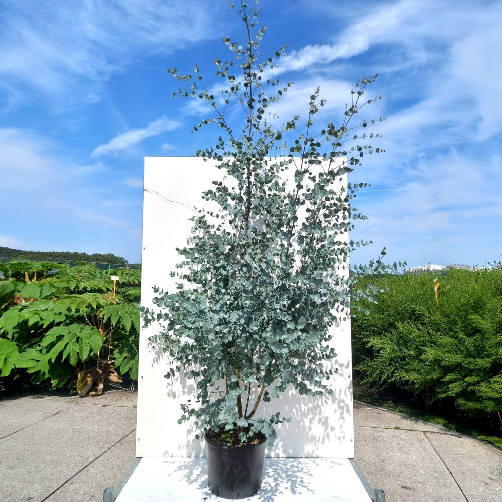 Eucalyptus gunnii Azura Tree - Image 4