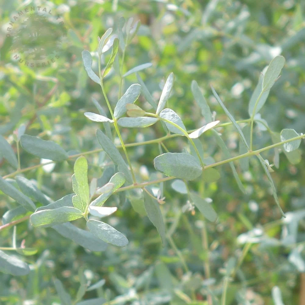 Eucalyptus gunnii France Bleu Tree - Image 3