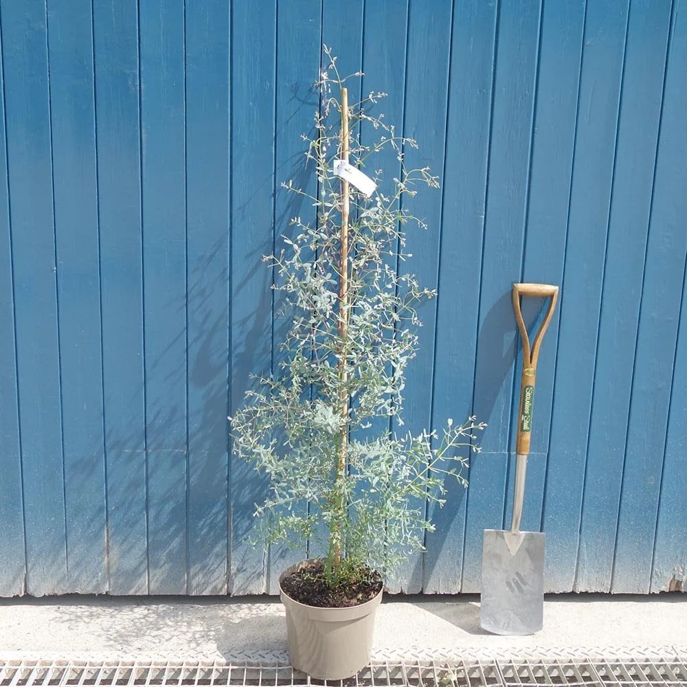 Eucalyptus gunnii France Bleu Tree - Image 4