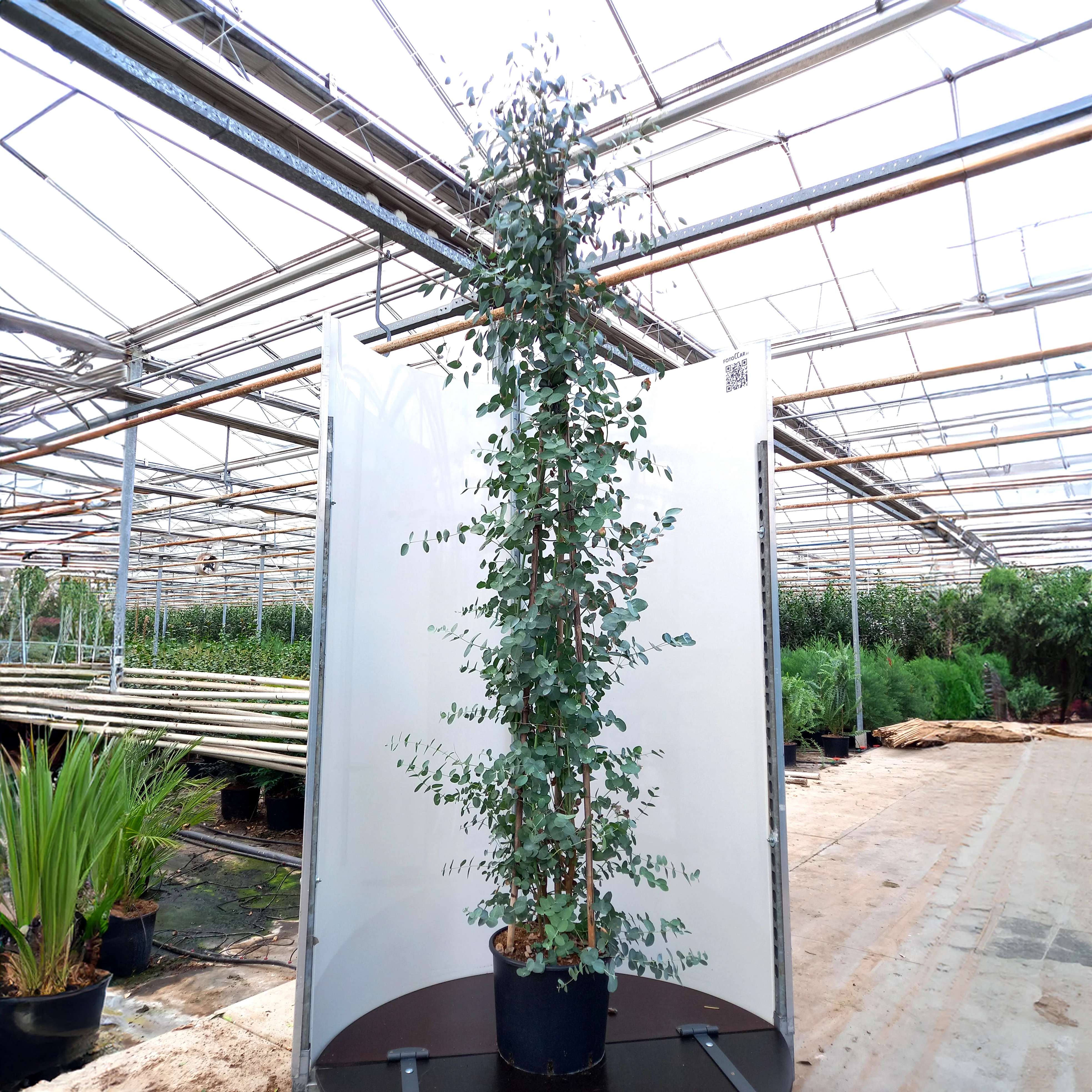 Eucalyptus gunnii Tree - Image 6