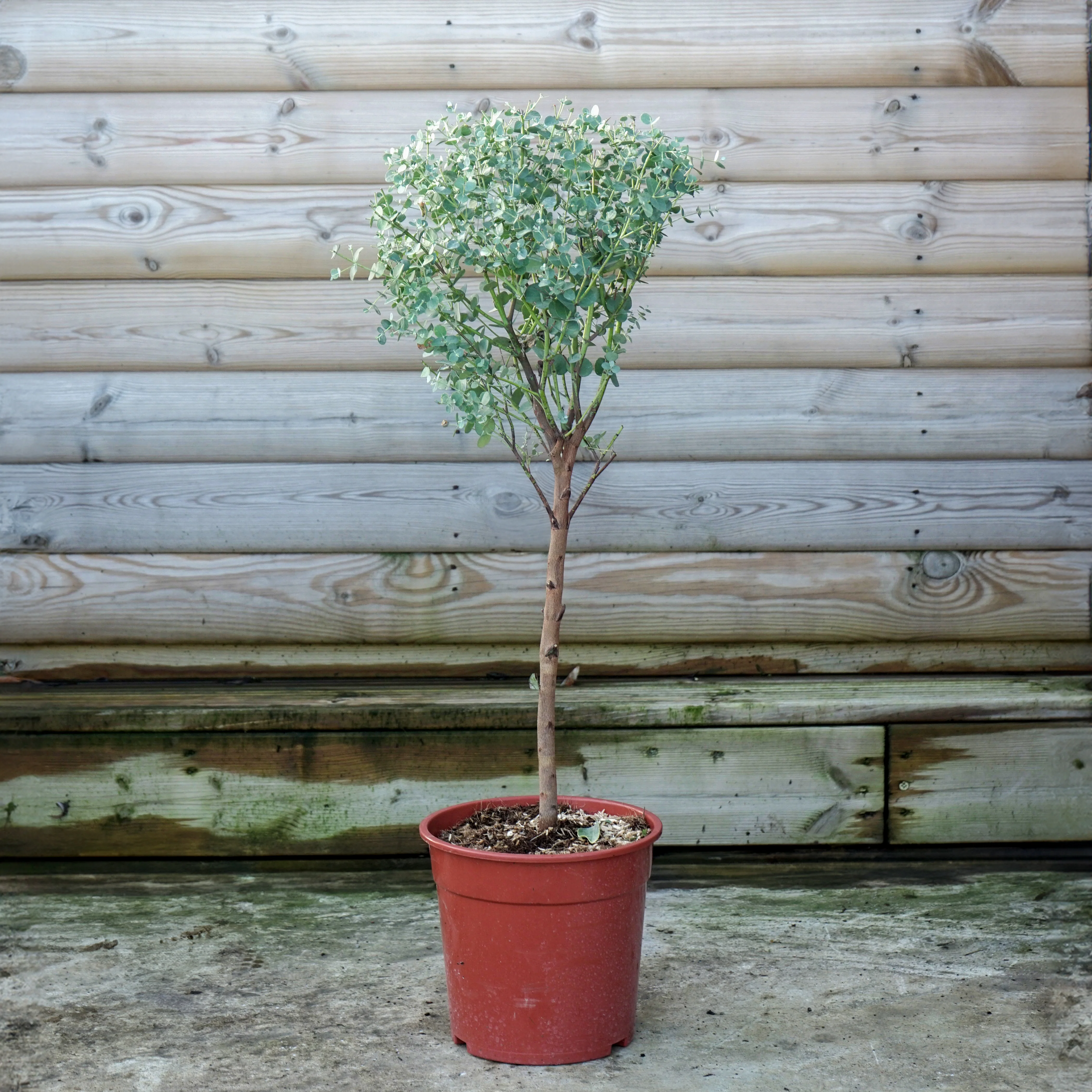Eucalyptus gunnii Tree - Image 7