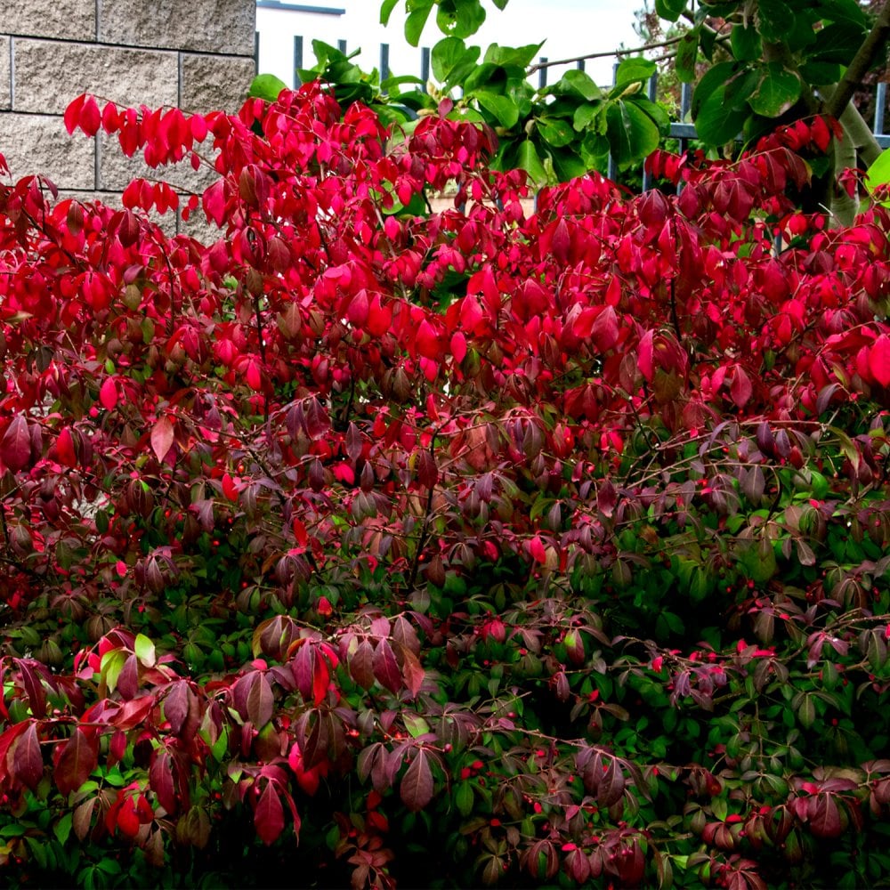 Euonymus alatus 'Compactus' Shrub