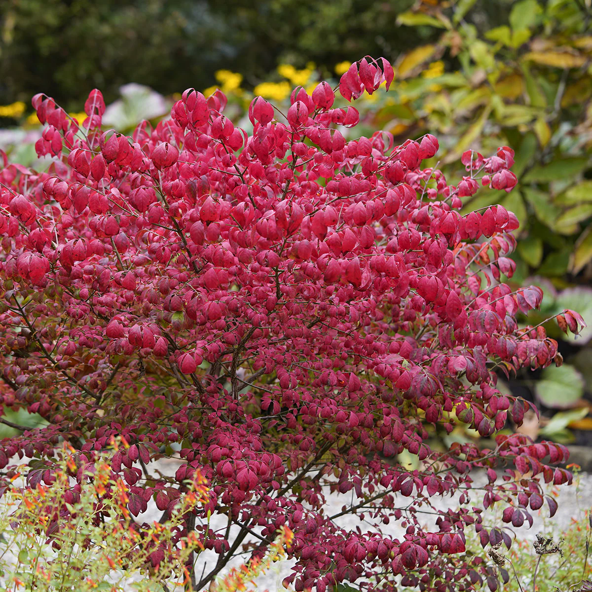 Euonymus alatus Shrub