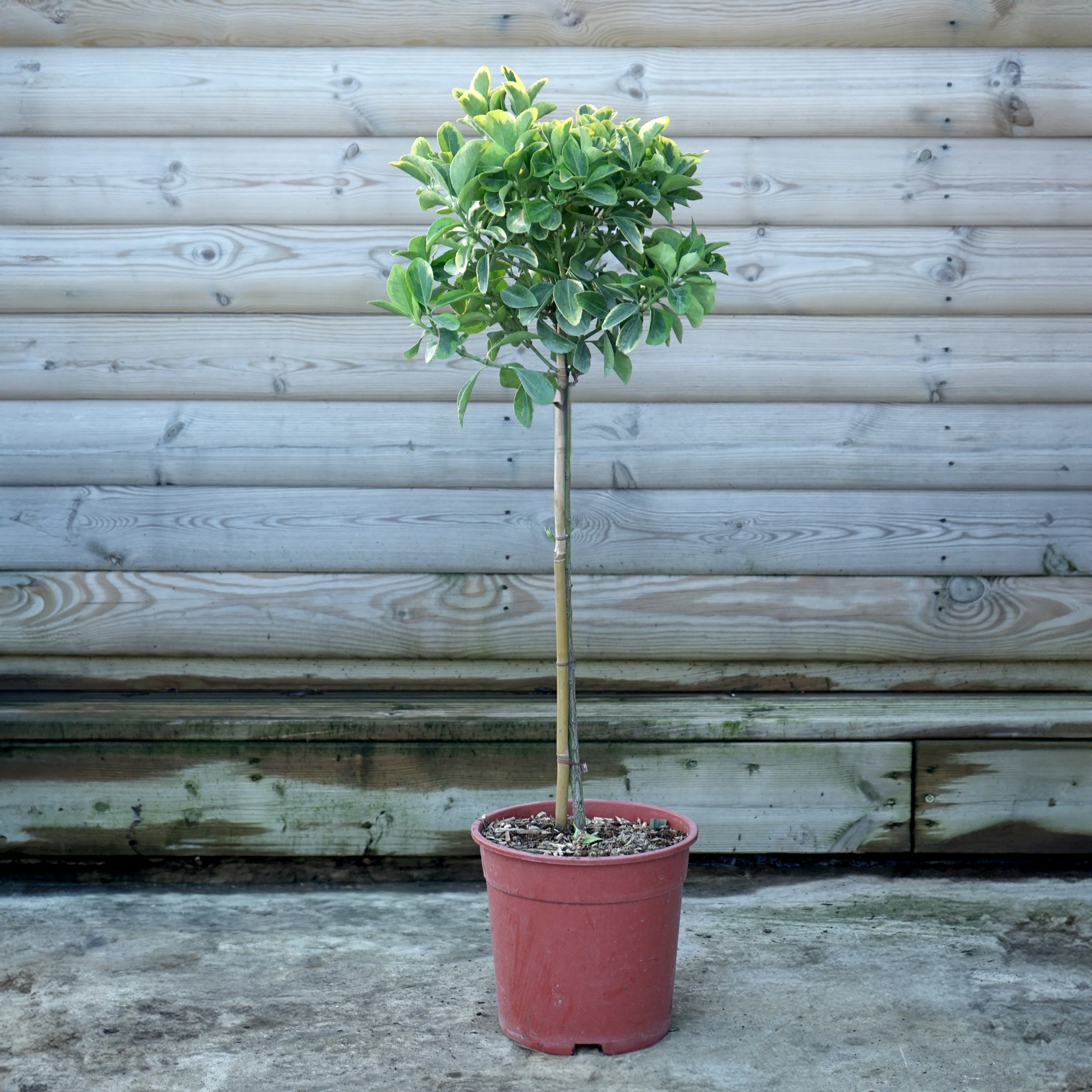 Euonymus 'Elegantissimus Aureus' - Image 2