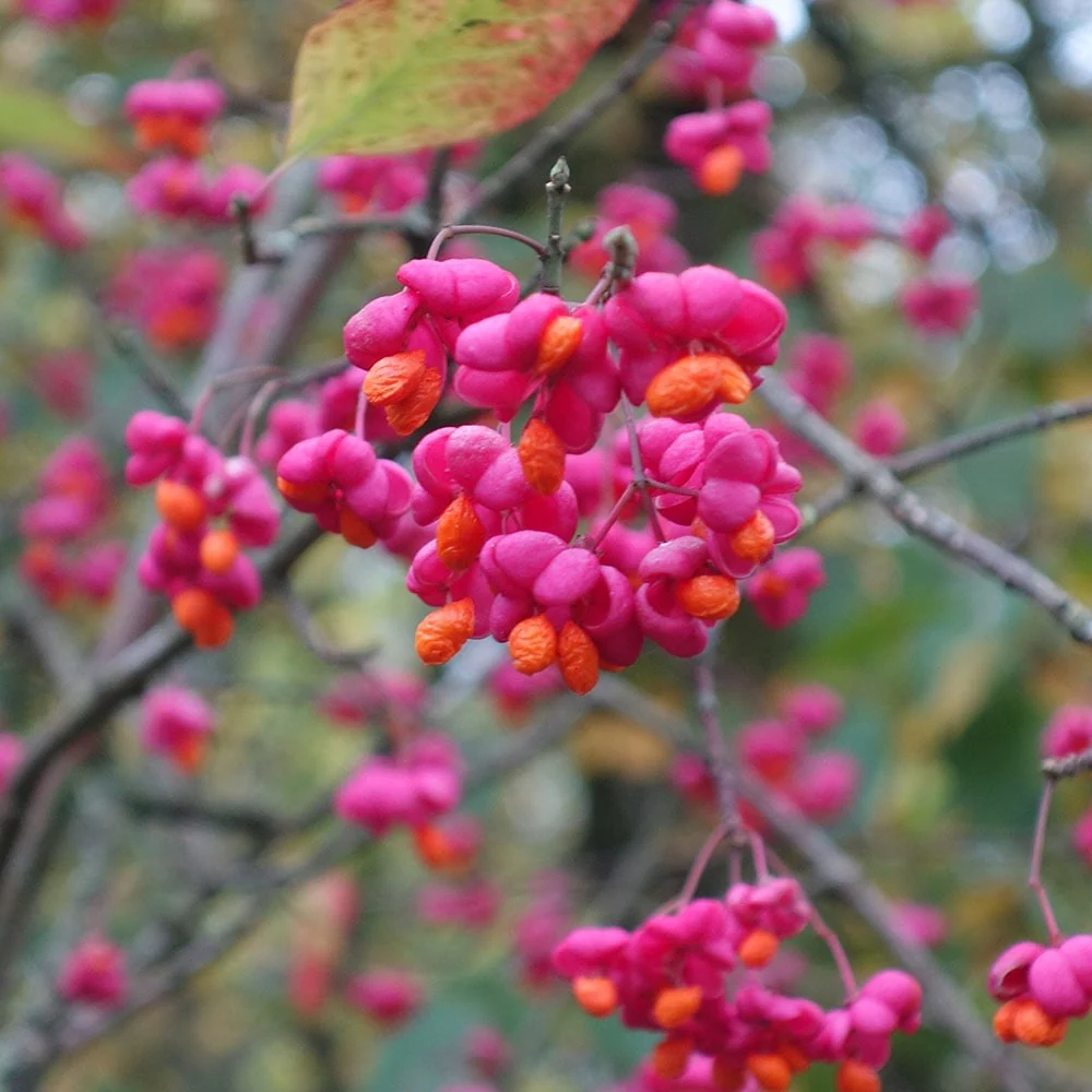 Euonymus europaeus 'Red Cascade' Tree