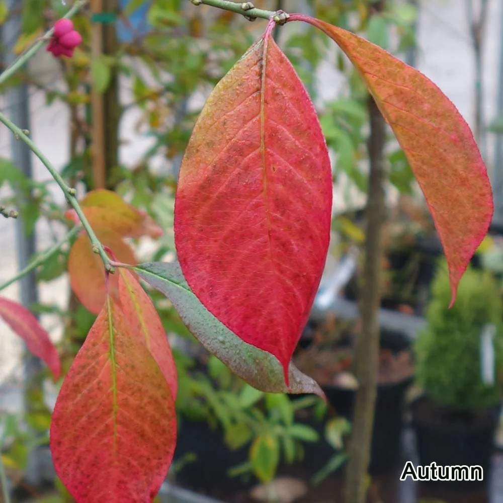 Euonymus europaeus 'Red Cascade' Tree - Image 2
