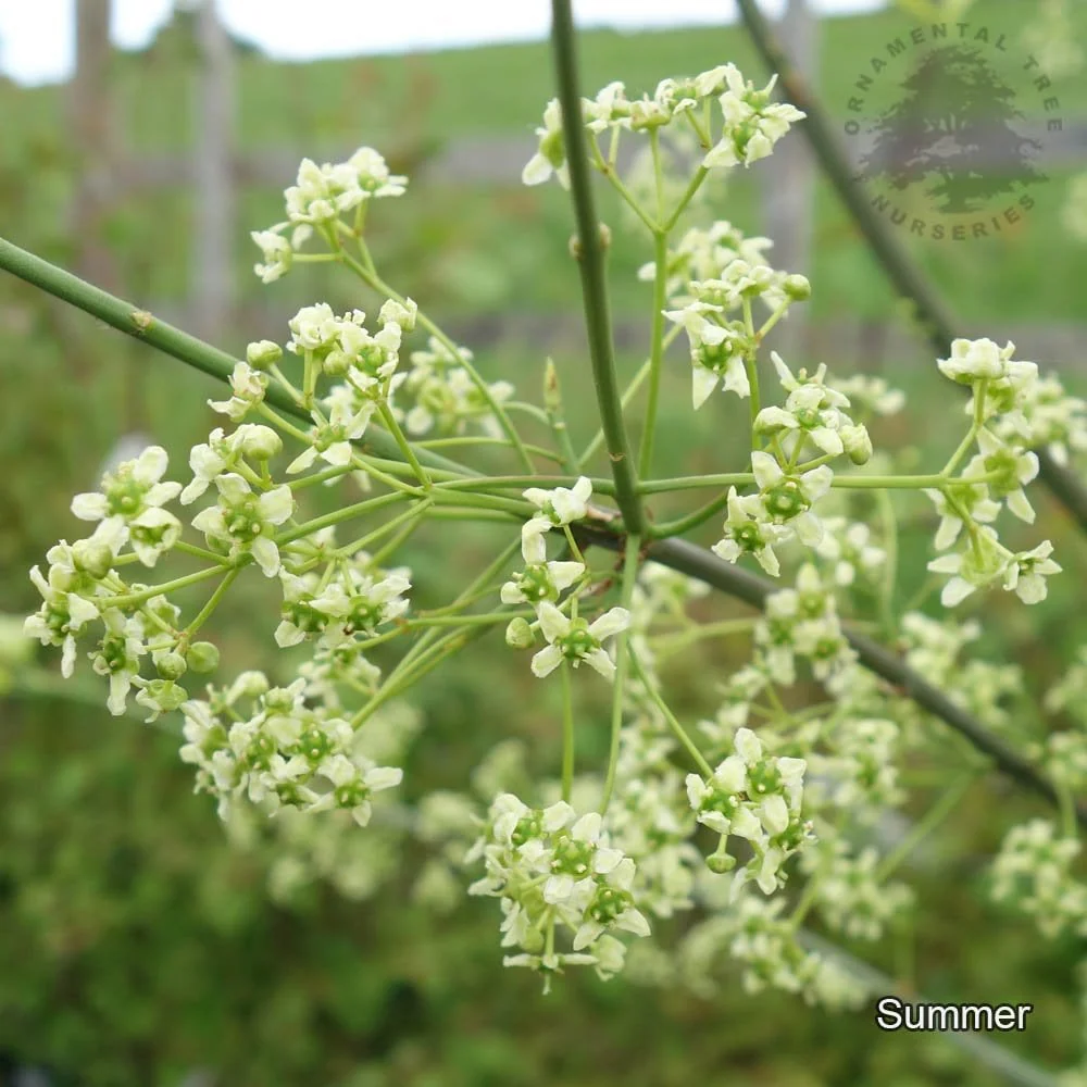 Euonymus europaeus 'Red Cascade' Tree - Image 3