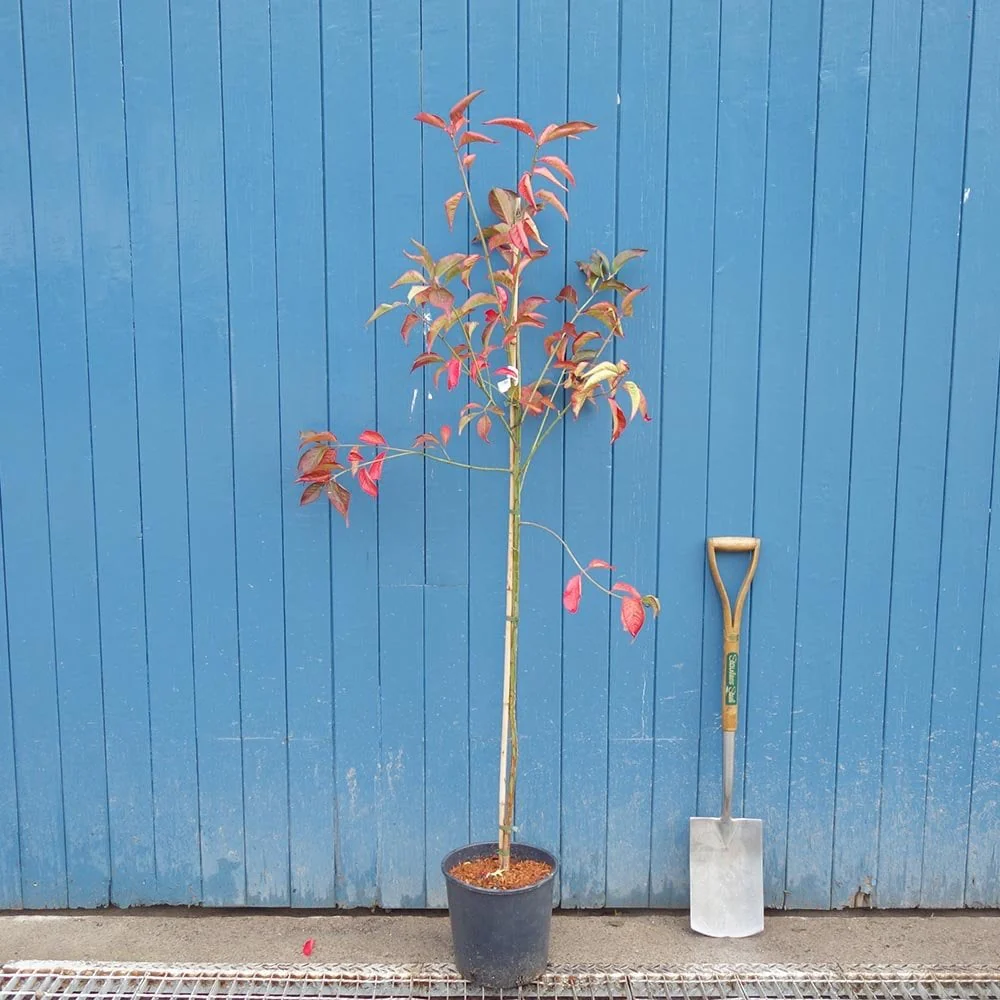 Euonymus europaeus 'Red Cascade' Tree - Image 4