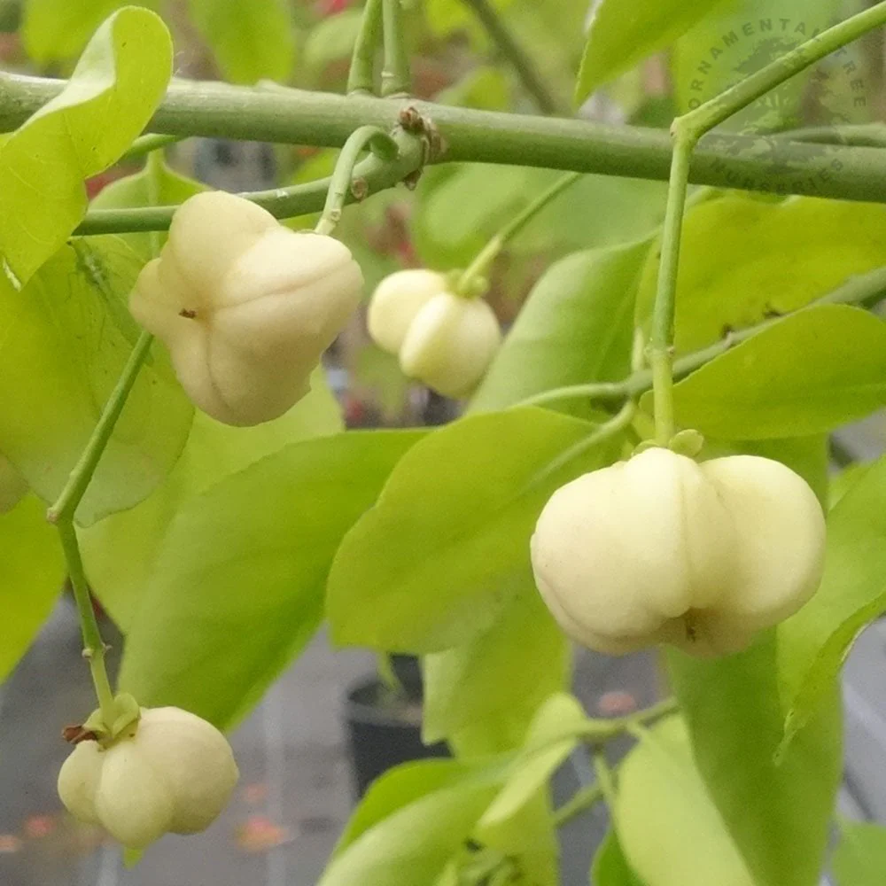 Euonymus hamiltonianus 'Koi Boy' Tree