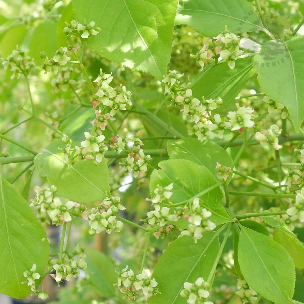 Euonymus hamiltonianus 'Koi Boy' Tree - Image 2