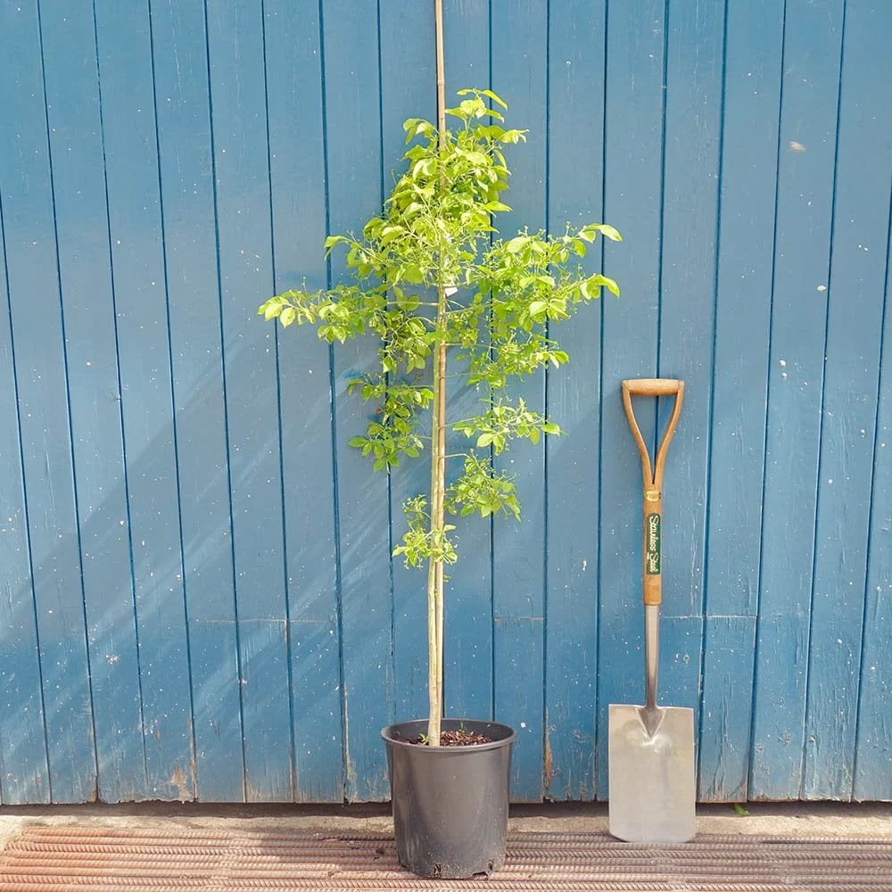 Euonymus hamiltonianus 'Koi Boy' Tree - Image 3