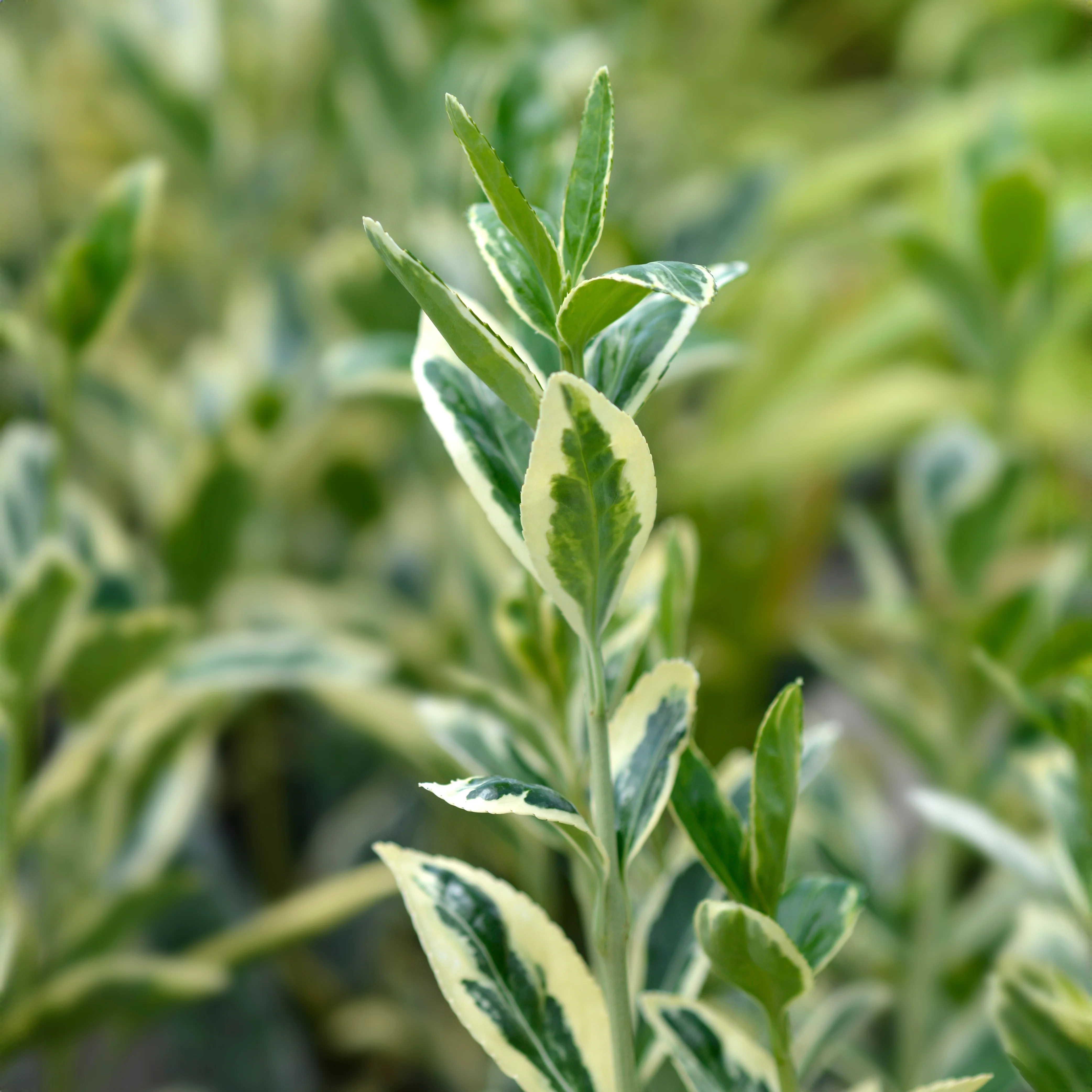 Euonymus japonica 'Bravo' Shrub