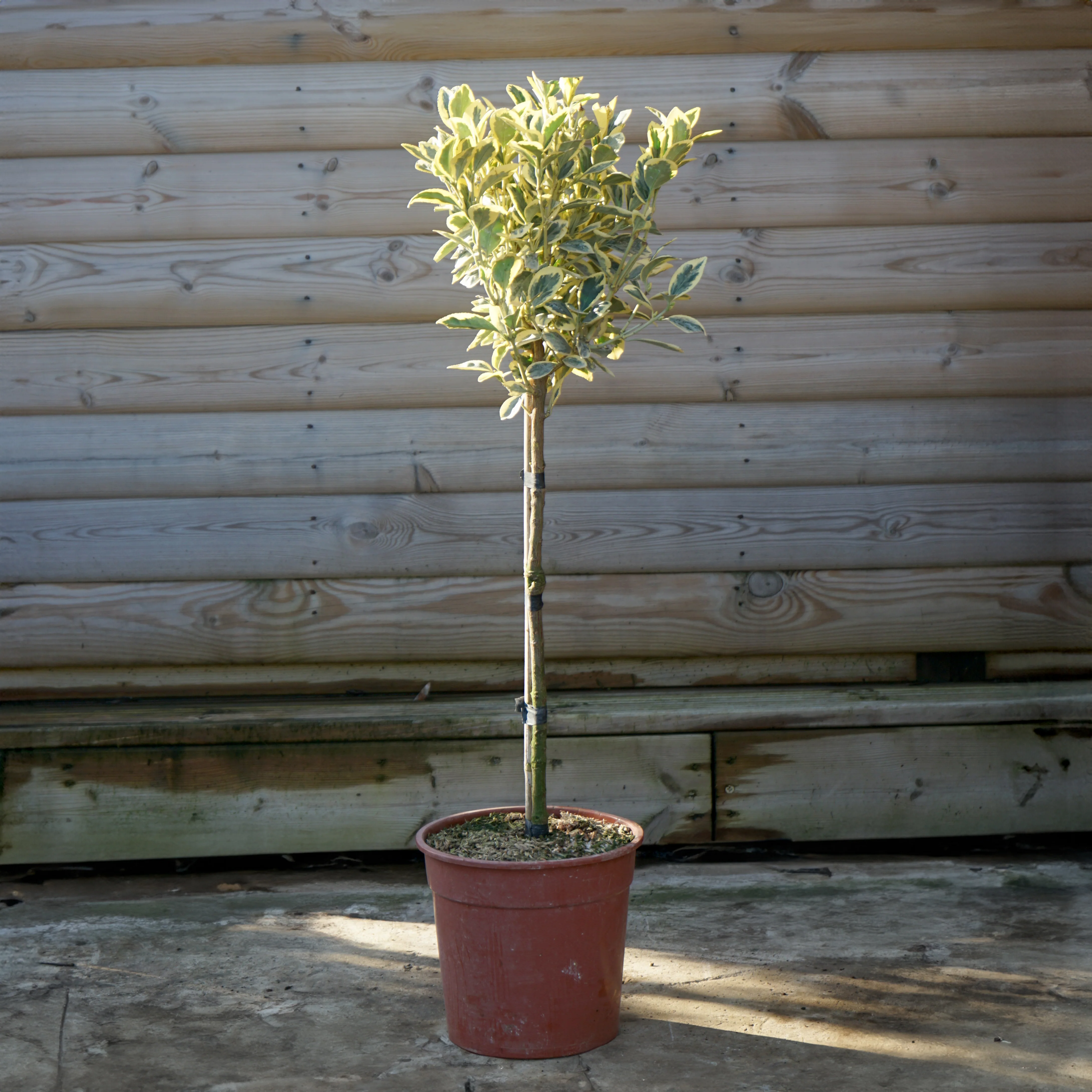 Euonymus japonica 'Bravo' Shrub - Image 2