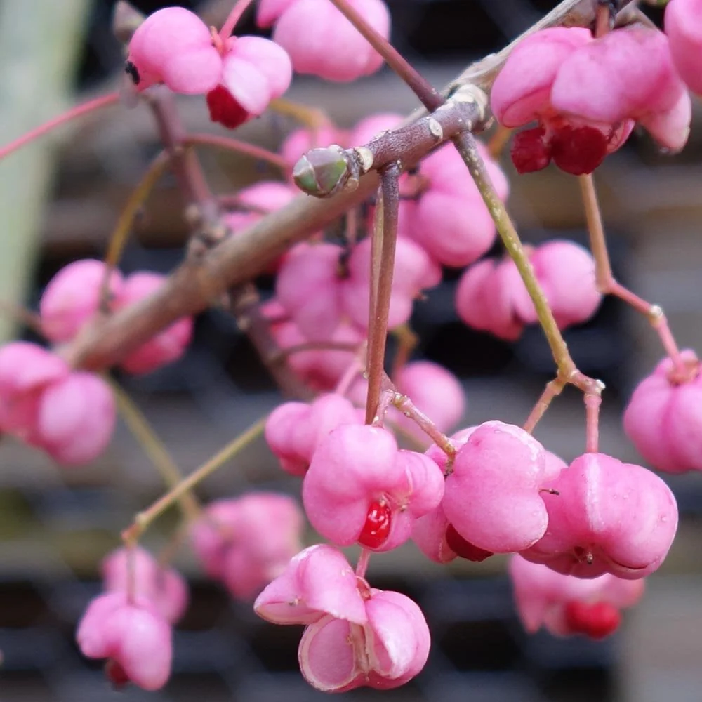 Euonymus 'Miss Pinkie' Tree