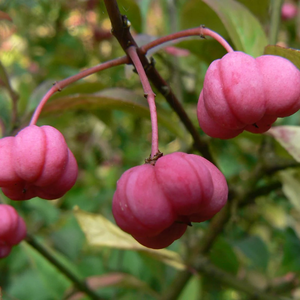 Euonymus 'Miss Pinkie' Tree - Image 2
