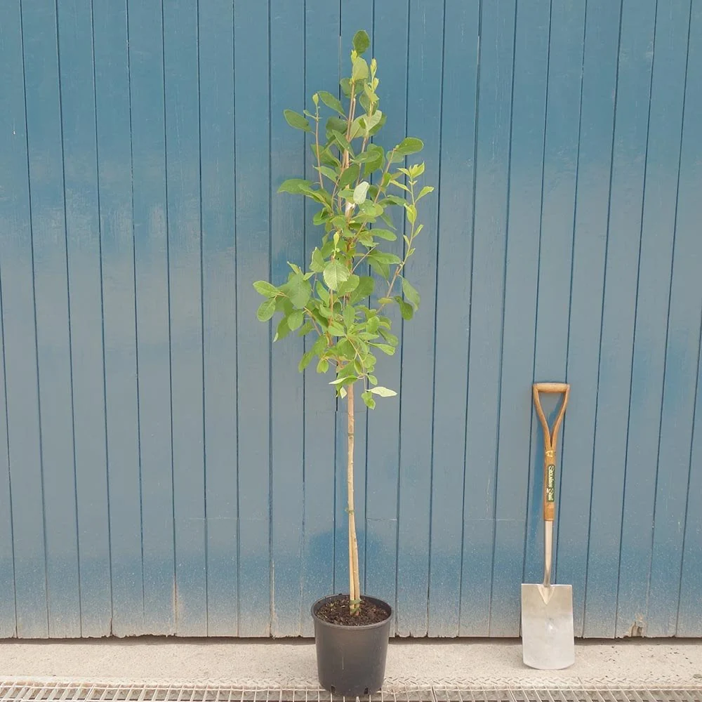 Exochorda serratifolia 'Snow White' Tree - Image 3